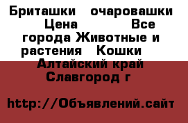 Бриташки - очаровашки.  › Цена ­ 3 000 - Все города Животные и растения » Кошки   . Алтайский край,Славгород г.